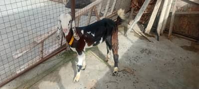 Bakra