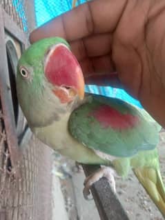 RAW PARROT