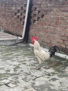 desi murga