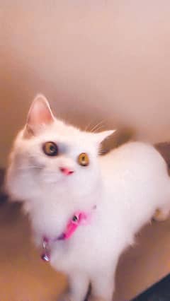 white persian cat