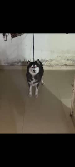 husky