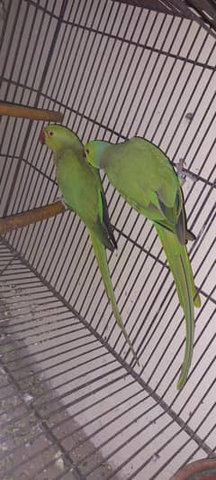 breeding