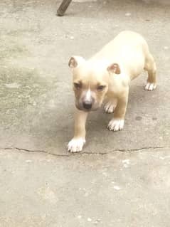 American bully pocket size female age 52 days and better for family