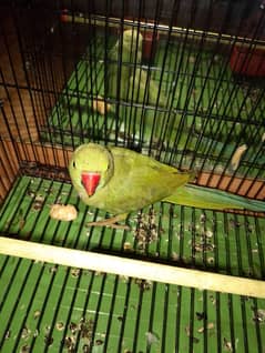 ASSALAM U ALIKUM. GREEN PARROT FOR SALE. 5 MONTHS