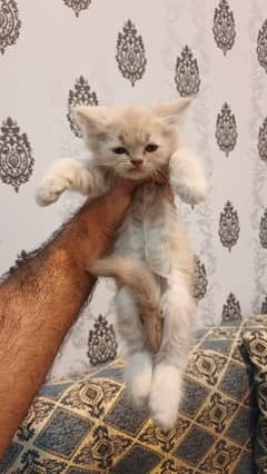 Punch Face Persian Cat