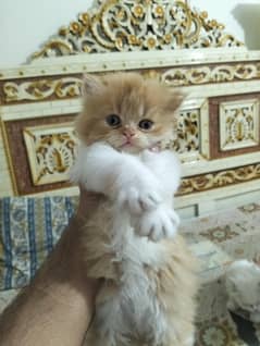 kitten