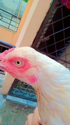 sindhi male