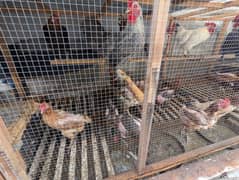 golden misri female egg laying