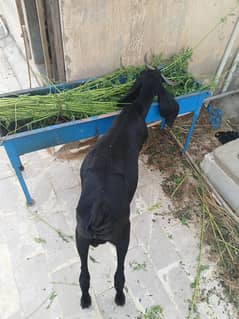 full black bakra he