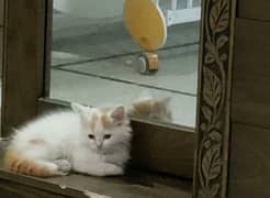 Persian