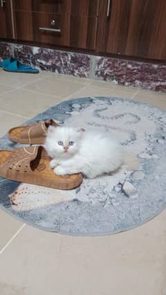 Persian