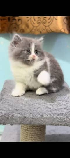 Persian kitten | triple long coated Kittens |  03407399480 WhatsApp