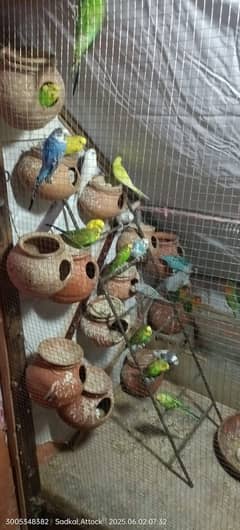 love bird