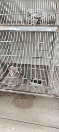bird cage
