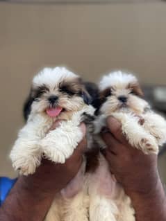 Shihtzu Female Puppy / Shihtzu Male Puppy/ Shihtzu Available in Lahore