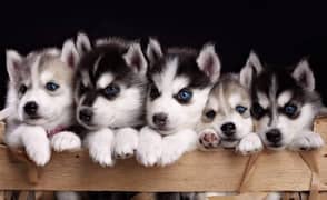 Siberian Husky puppies | Blue Eyes | Husky wooly coat puppies For Sal