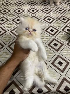 Persian kitten | Triple long coated | punch Face| Blue Eyes kittenski