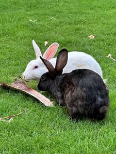 Rabbits