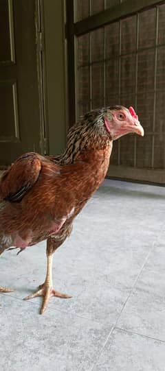 03218466682