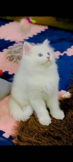 Persian kitten | triple long coated Kittens |  03407399480 WhatsApp