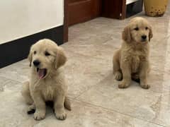 golden retriever puppies for sale