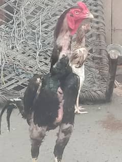 Shamo pair