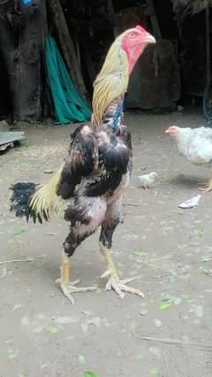 shamo