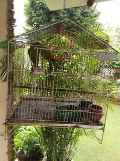 parrot