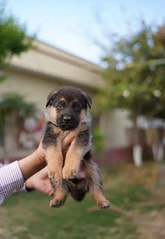German shepherd puppies for sale / puppy / GSD pup / german shepherd 5