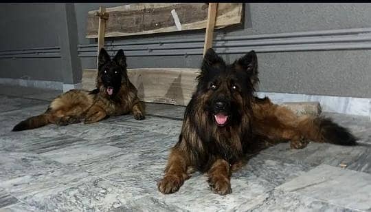 German shepherd puppies for sale / puppy / GSD pup / german shepherd 6