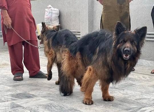German shepherd puppies for sale / puppy / GSD pup / german shepherd 7