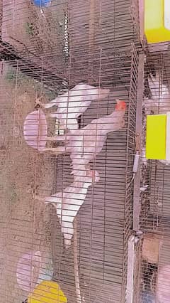 aseel shamoo ready eggs 03219292420