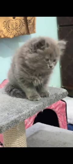 Persian