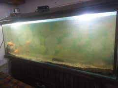 fishes n aquarium