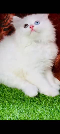 Persian