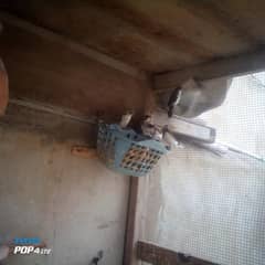 finches bangloi