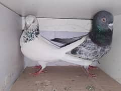 Pigeons & Cage