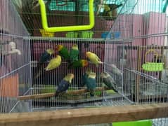 Lovebirds