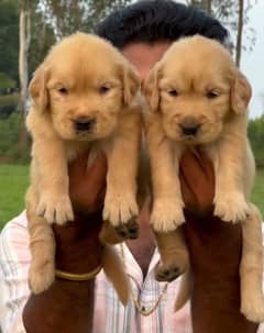 Golden Retriever Puppies / Retriever Feamle / Retriever Male Puppy
