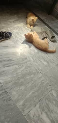 Single coated two light brown female cats urgent sale-03135250979