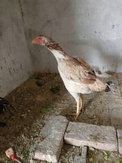 Aseel murghi for sale