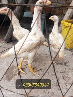 Shamo/White King OH Shamo Chiks available 03367349141