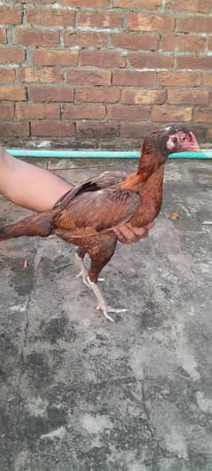 Aseel murga