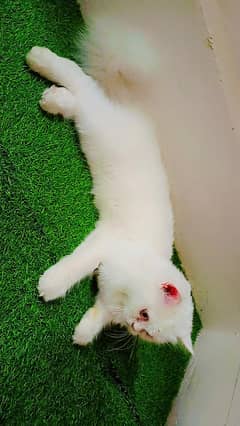 Beautiful Persian cat for sale.