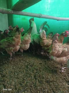 Golden Misri Hens