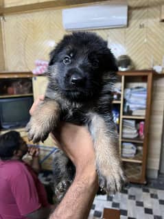 Garman shepherd puppies for sale gsd pups  long coat pups