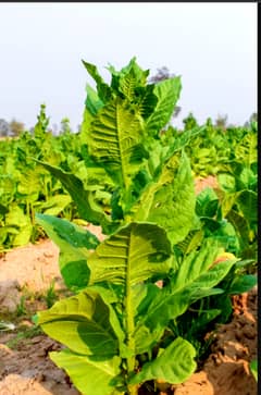 Agricultural land , Best location 20 kanals fertile