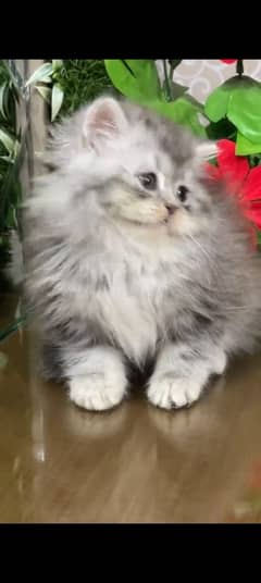 Persian kitten | triple long coated Kittens |  03407399480 WhatsApp