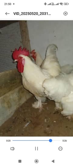 fancy fertile eggs(Silkie/polish/buff) 03047369155