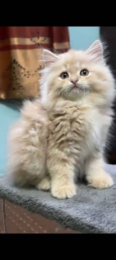 Persian kitten | triple long coated Kittens |  03407399480 WhatsApp